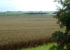 avebury-crop-markings